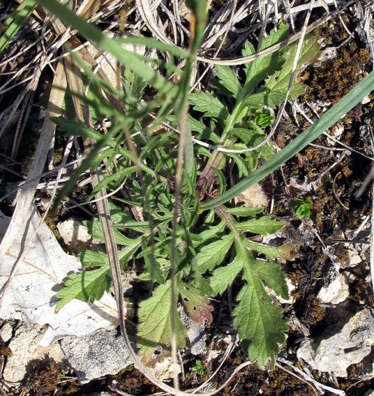 Scabiosa1