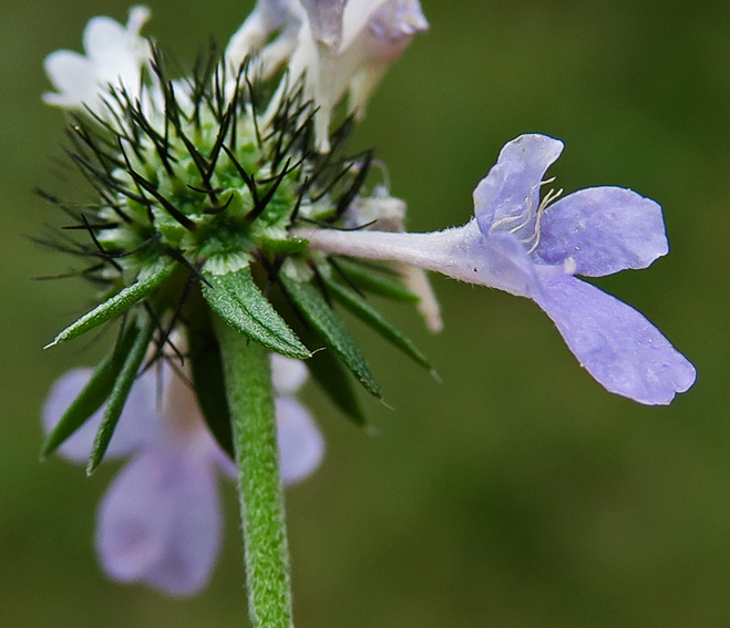 scabiosa4b