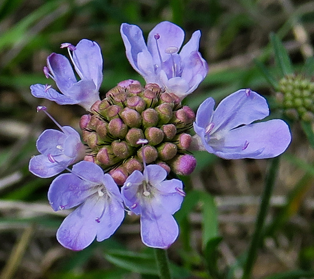 Scabiosa4a