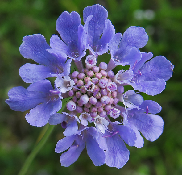 scabiosa3