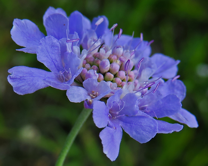 scabiosa4d