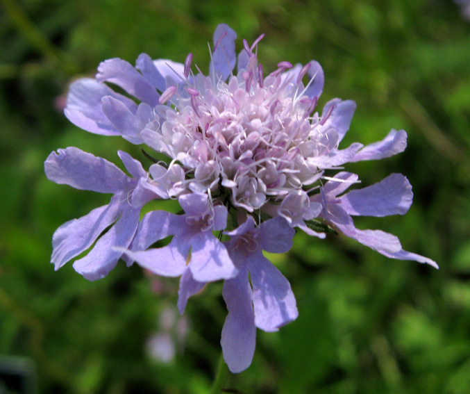 scabiosa6