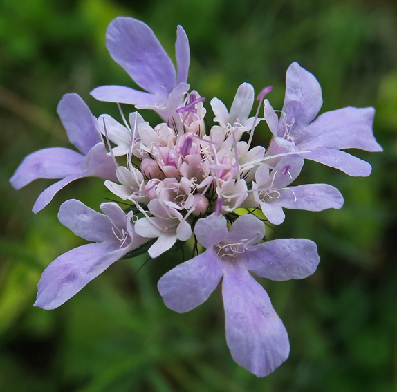 Scabiosa6a