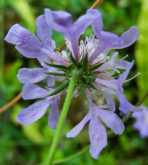 Scabiosa6b