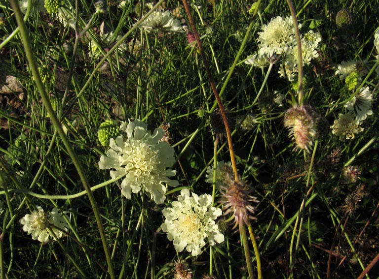 scabiosa7