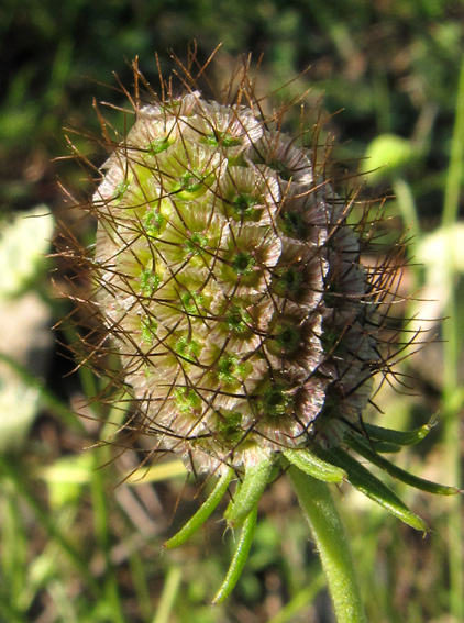 scabiosa10