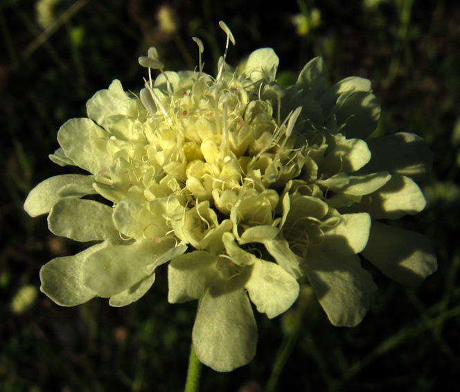 scabiosa9