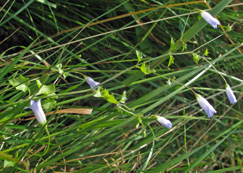 Wahlenbergia2