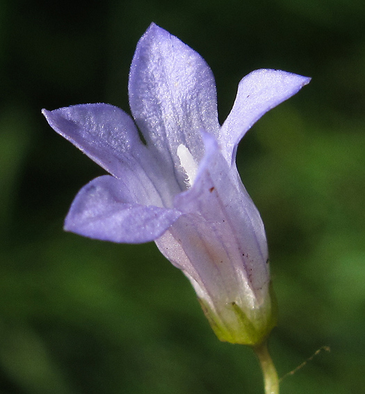 Wahlenbergia5