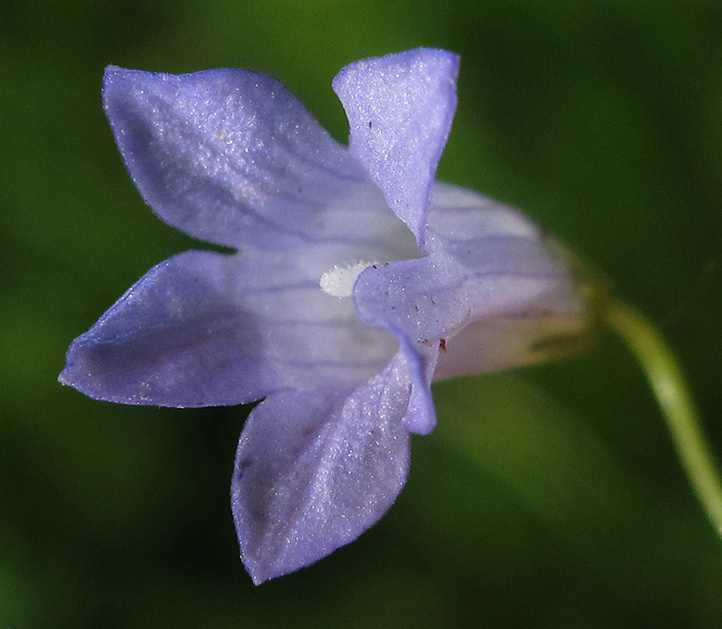 Wahlenbergia7