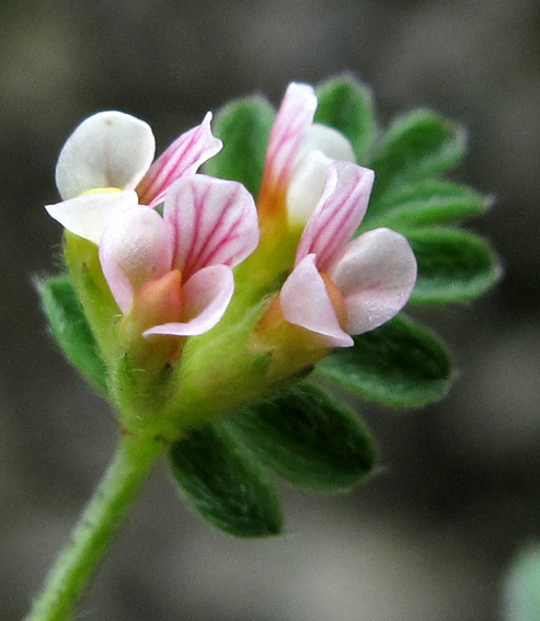 Ornithopus3
