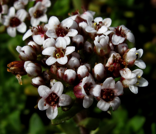 Crassula2