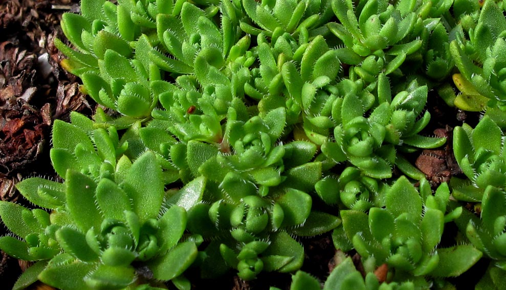 Crassula1