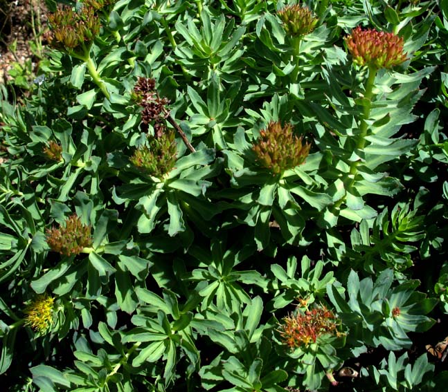 Rhodiola1