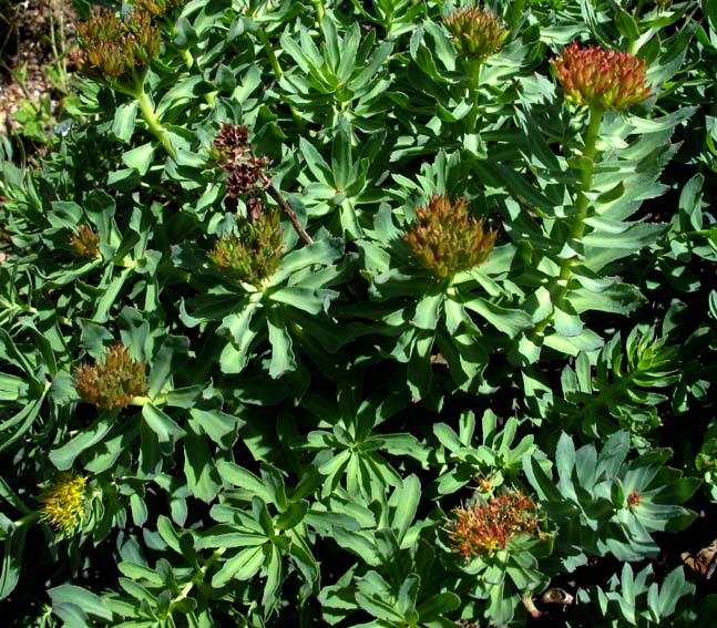 Rhodiola1