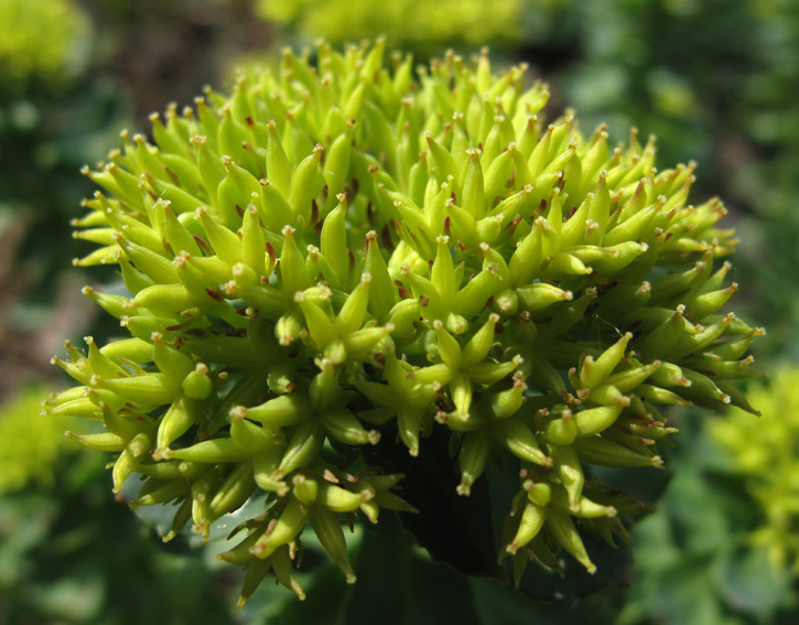 Rhodiola3