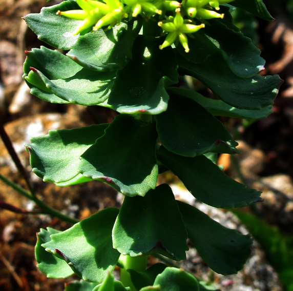 Rhodiola2