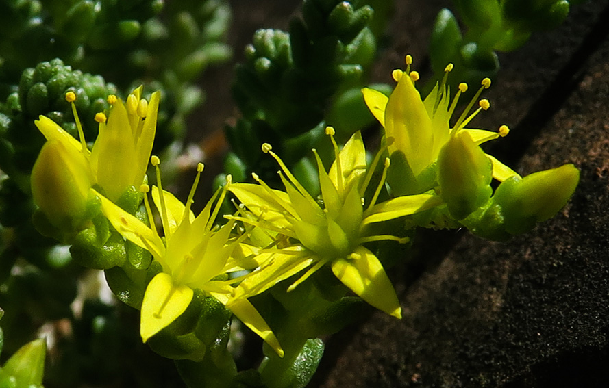 Sedum4a