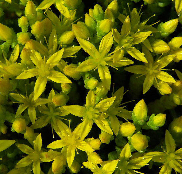 Sedum5b