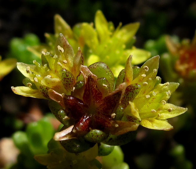 Sedum16c