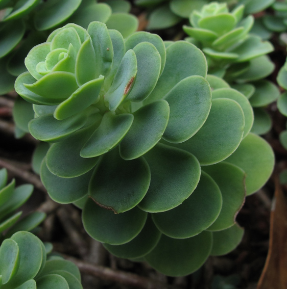 Sedum16a