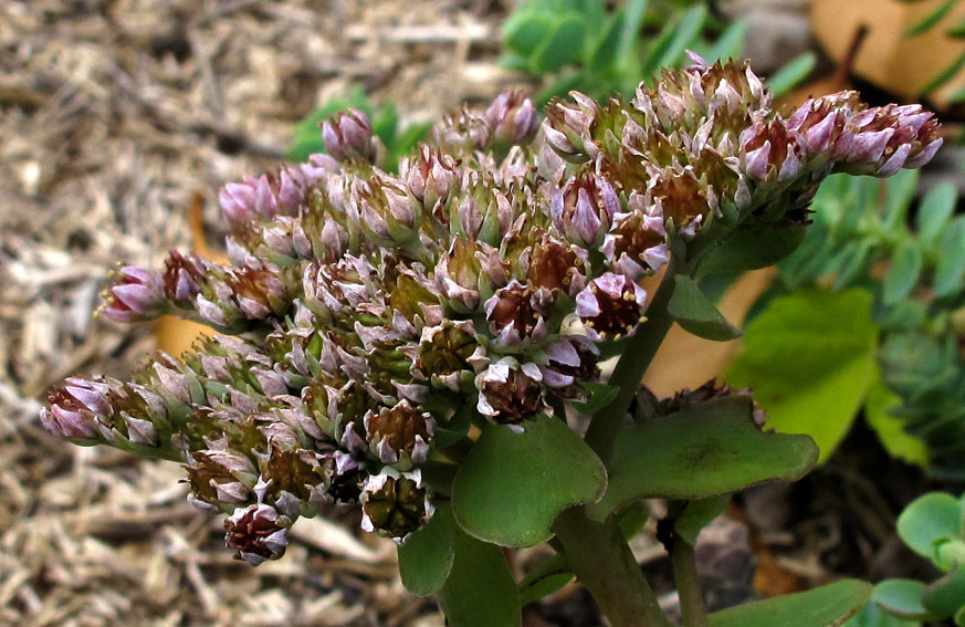 Sedum16b