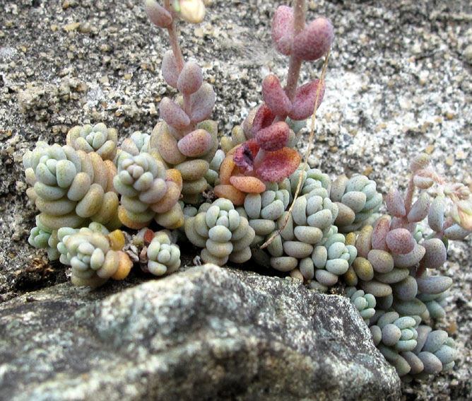 Sedum25