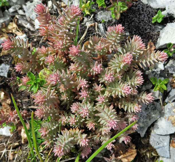 Sedum7c