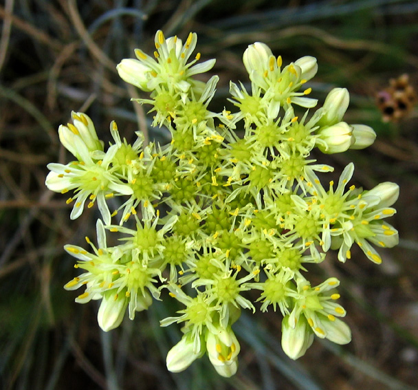 Sedum15