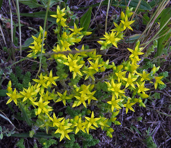 Sedum8