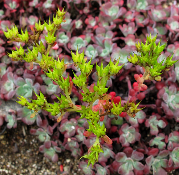 Sedum23