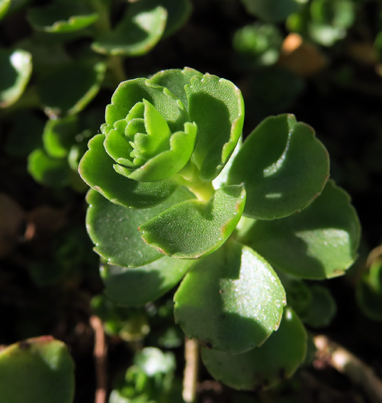 Sedum17e