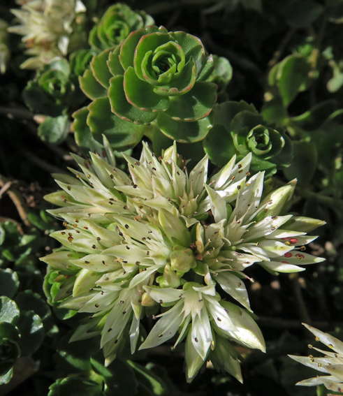 Sedum17d