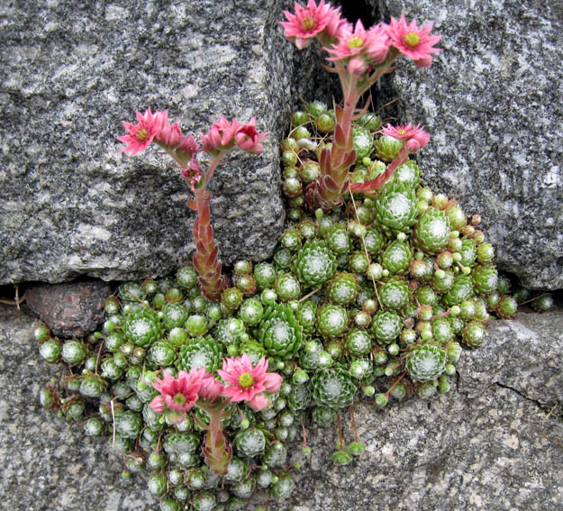 Sempervivum4