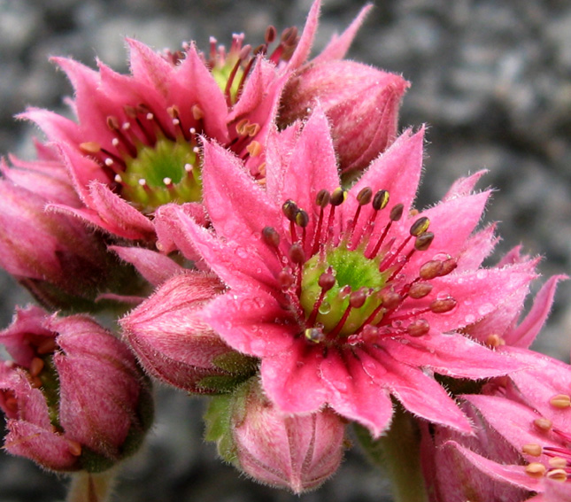 Sempervivum6