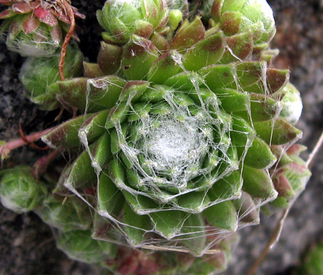 Sempervivum5