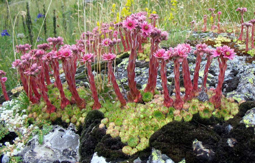 Sempervivum7