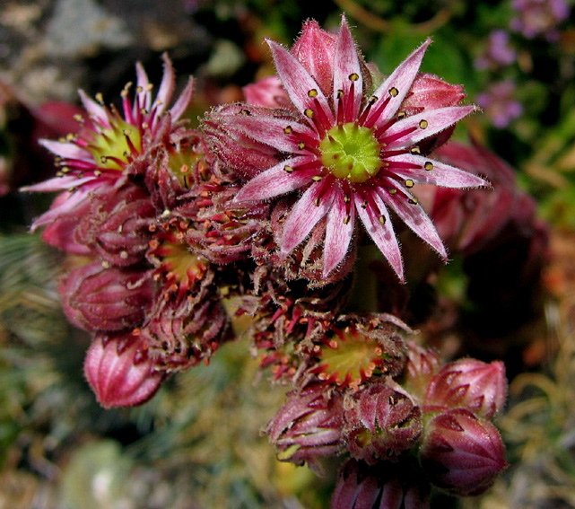 Sempervivum8