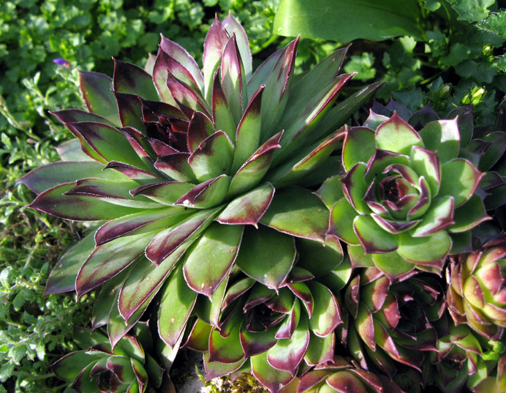 Sempervivum1