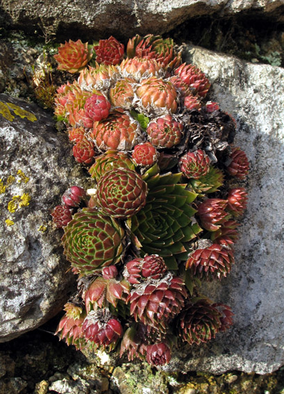 Sempervivum0