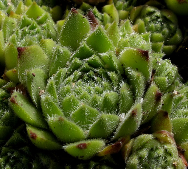 Sempervivum11