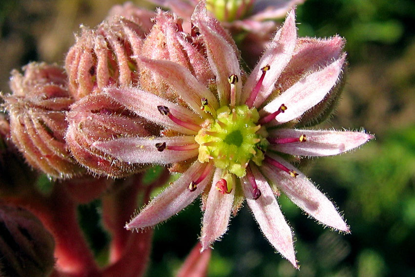 Sempervivum2