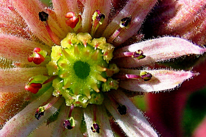 Sempervivum3