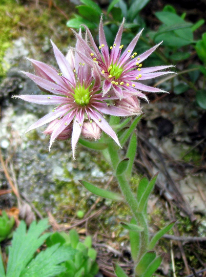 Sempervivum9