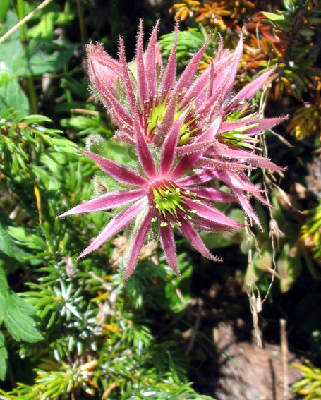 Sempervivum10