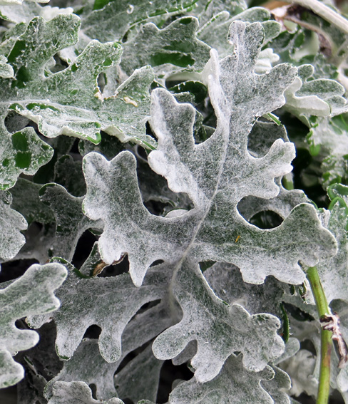 Senecio8c