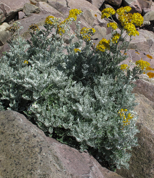 Senecio8a