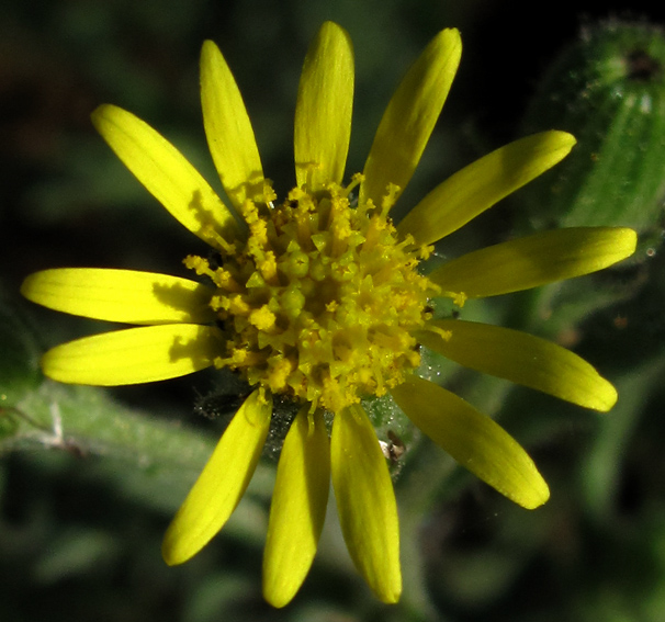 Senecio18