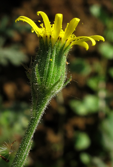 Senecio17