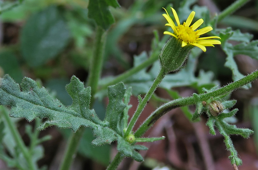 Senecio16